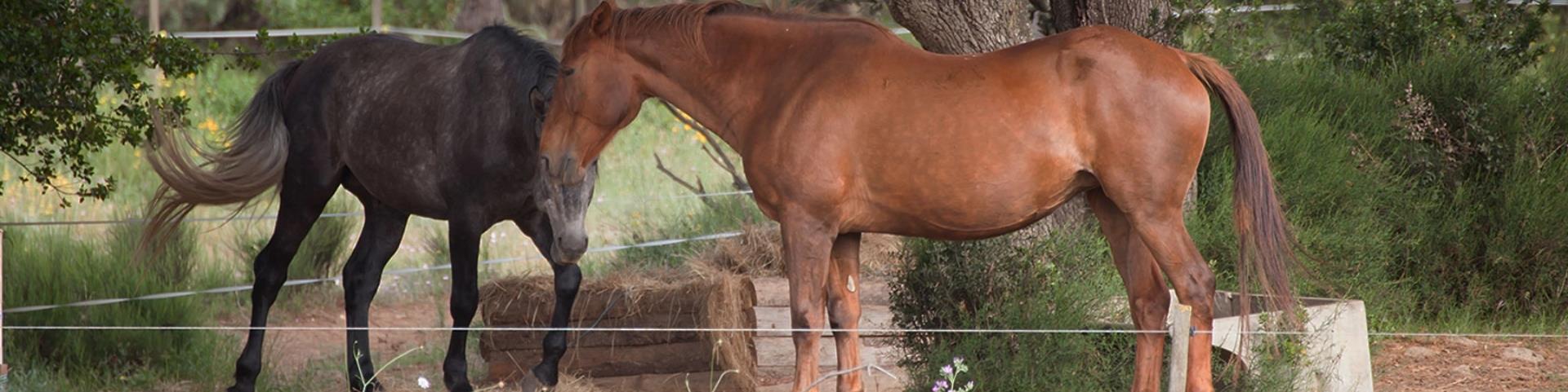 Equitación, actividad propuesta en el Château Borie Neuve en el Aude