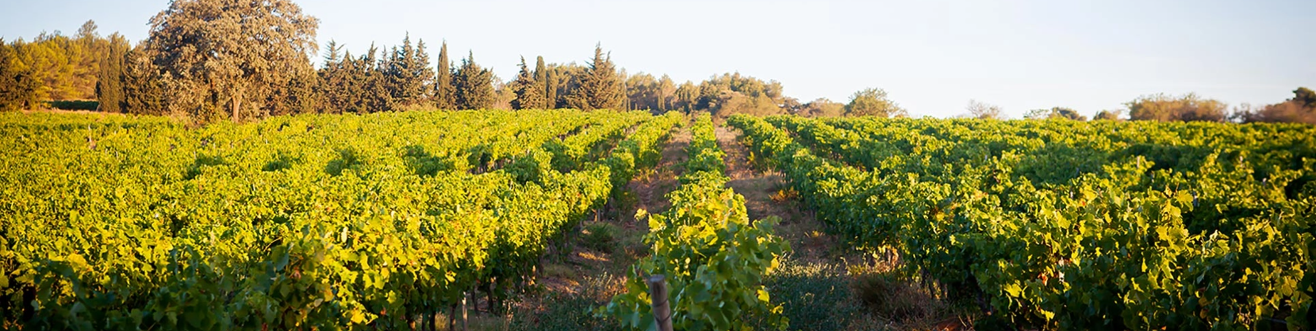 Vineyards of Château Borie Neuve in Badens in the Aude, CDO Minervois wines