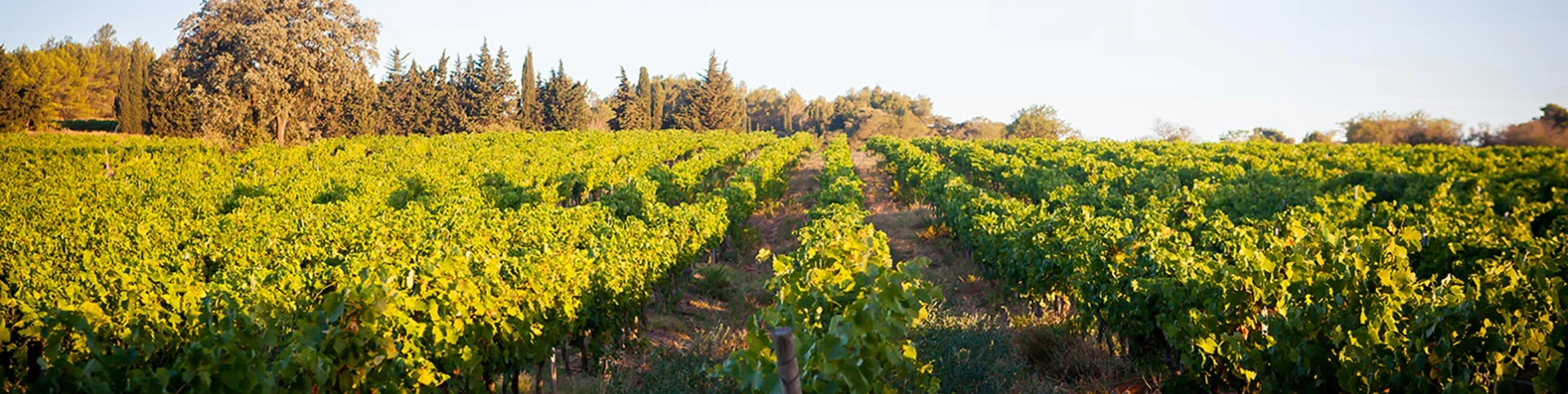 Viñedos de Château Borie Neuve en Badens en el Aude, vinos DOP Minervois