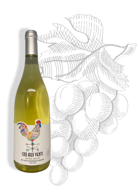 Coq aux vents Blanco de Château Borie Neuve en el Aude. Variedad de uva Chardonnay