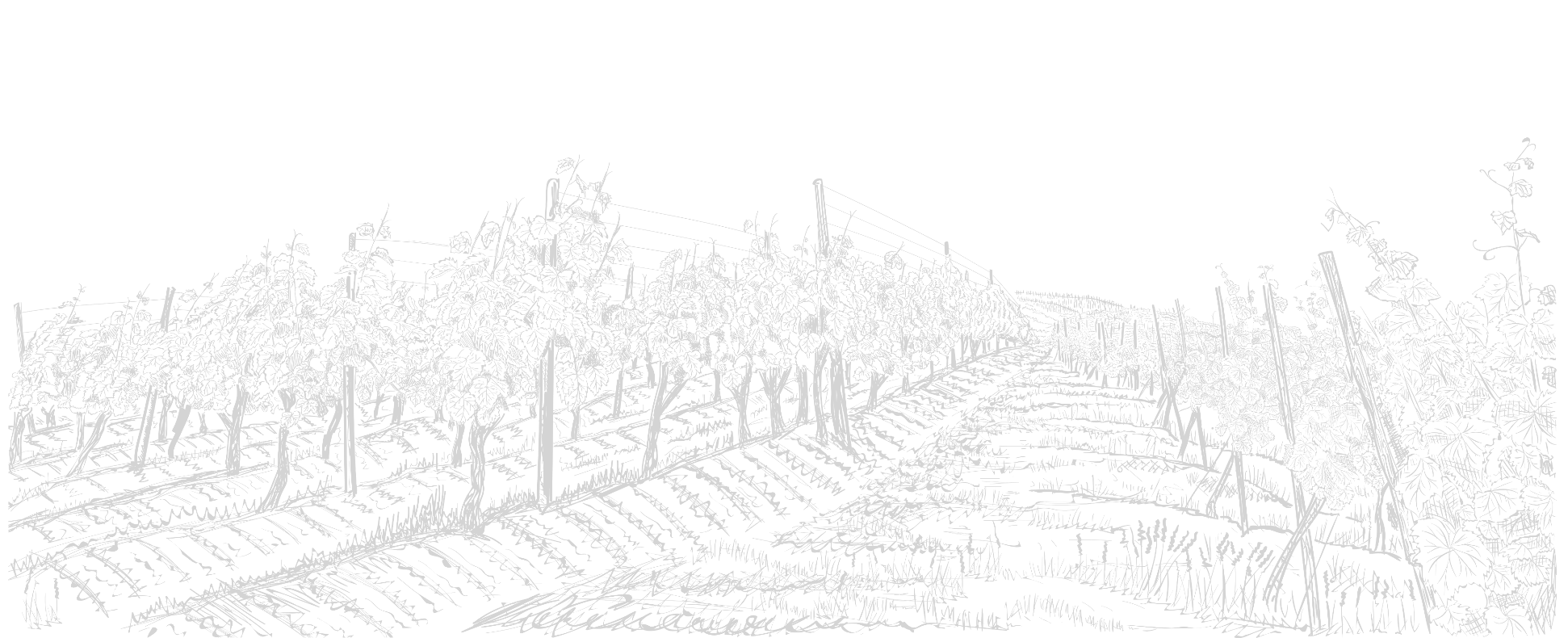 The vines of Château Borie Neuve in Badens in the Aude, varietal wines and PDO Minervois wines