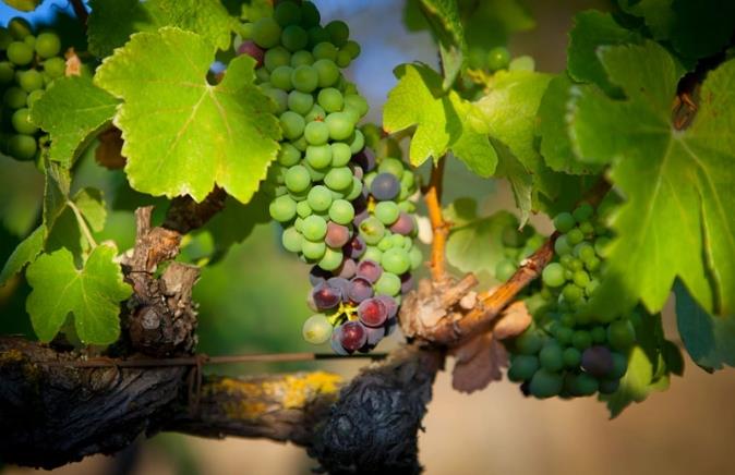 Trabajos sobre las variedades de uva del viñedo del Château Borie Neuve