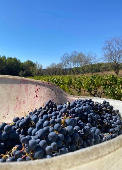 Wine tourism near Carcassonne. Discover the vineyard of Château Borie Neuve in the Aude