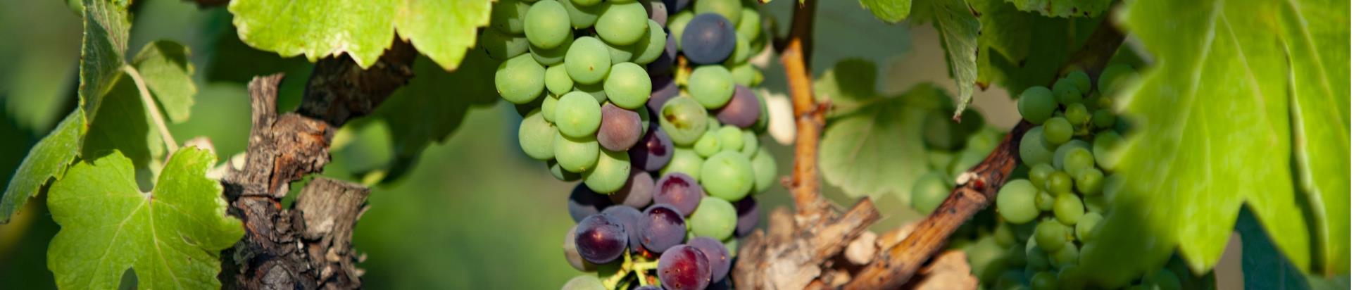 Les vignes du château Borie Neuve à Badens